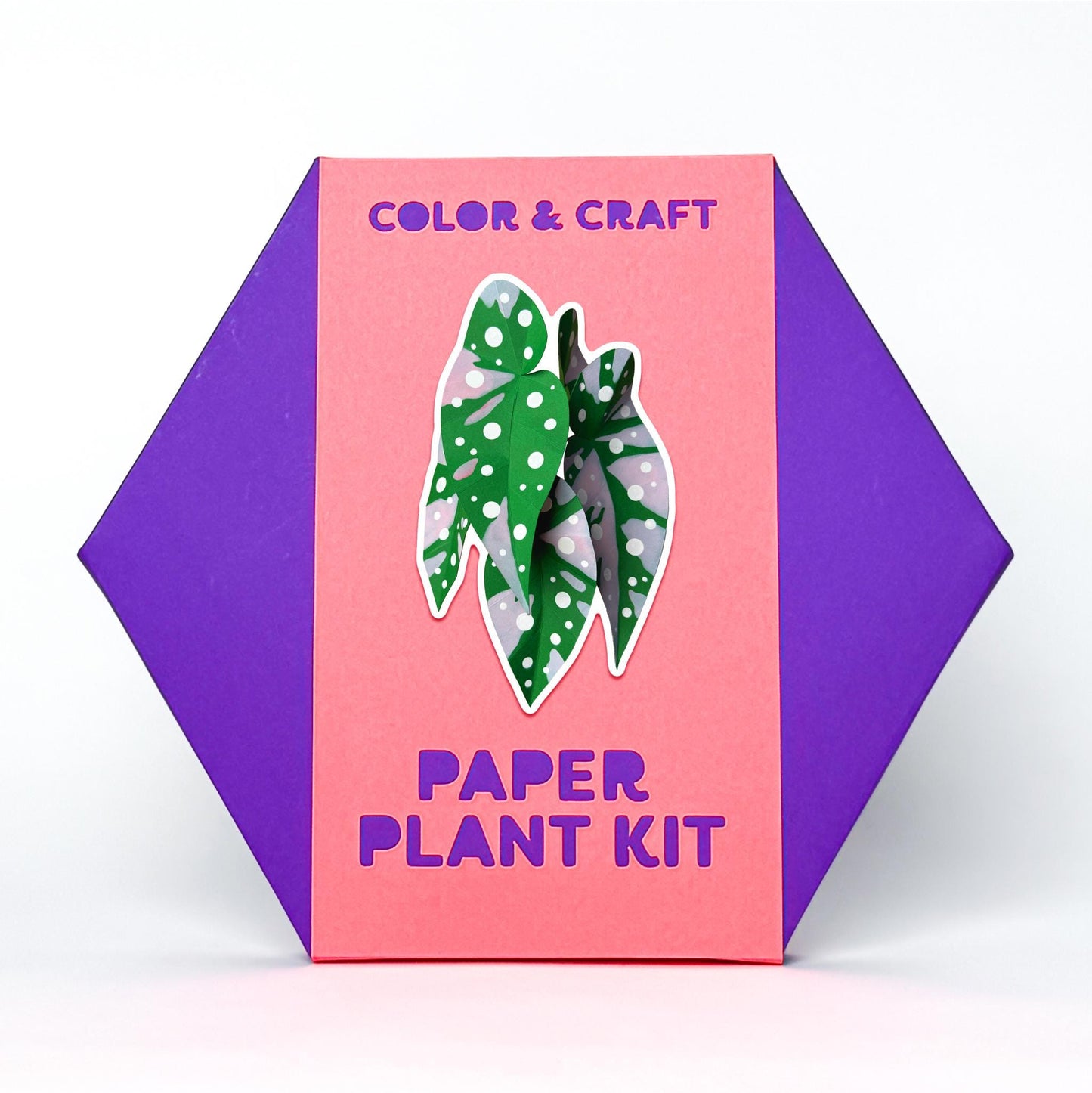 Pink Variegated Polka Dot Begonia