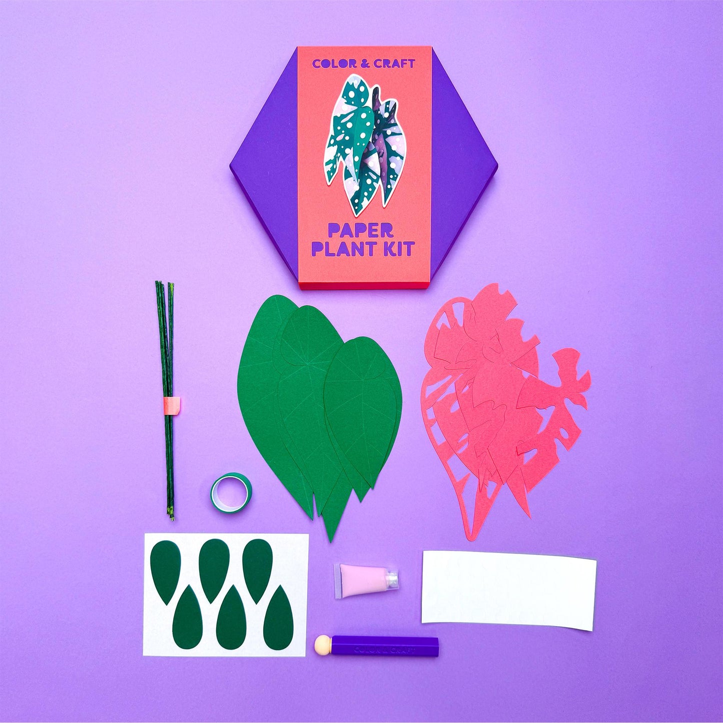 Pink Variegated Polka Dot Begonia