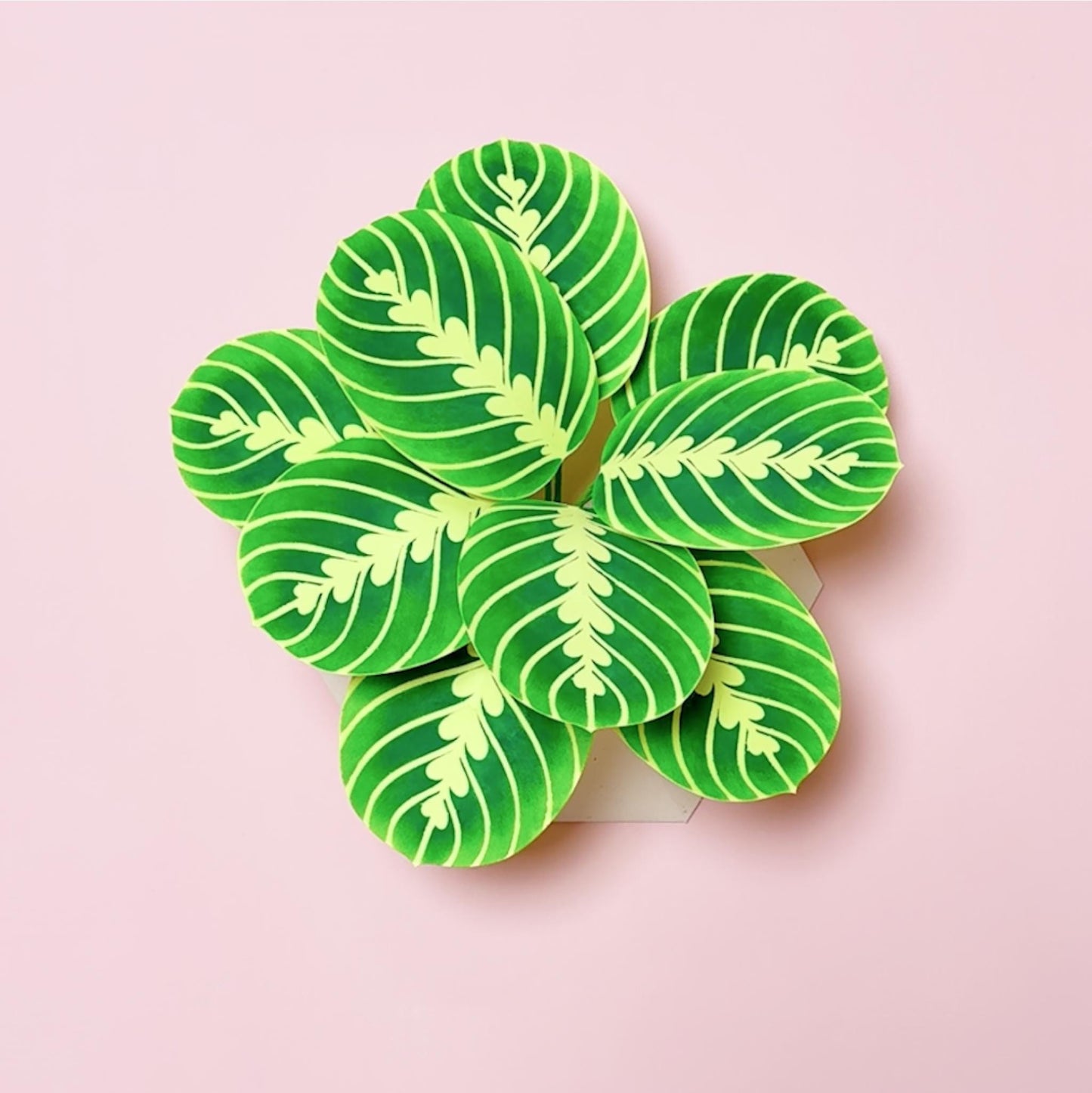 Lemon Lime Calathea