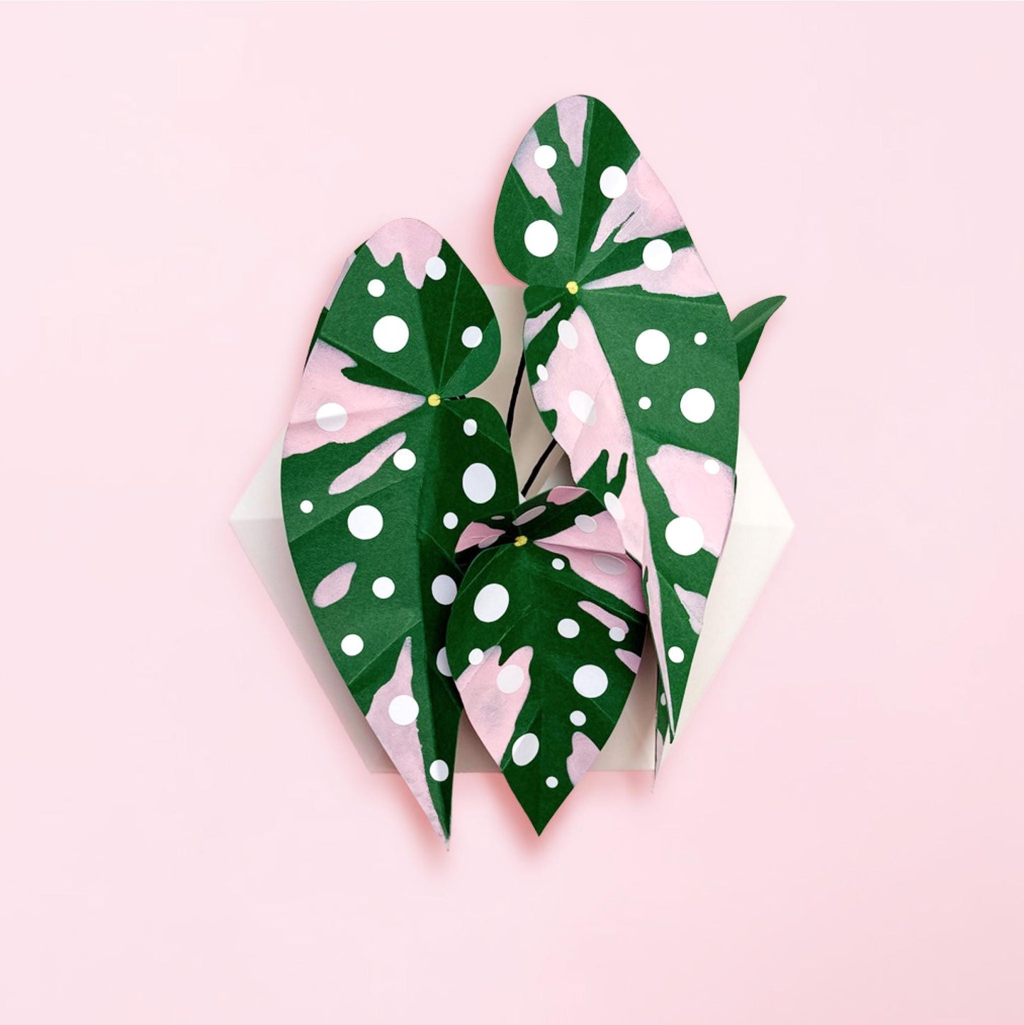 Pink Variegated Polka Dot Begonia