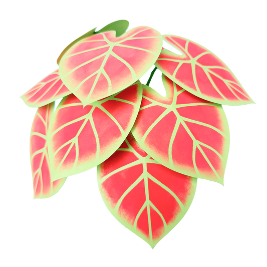 Caladium New Wave