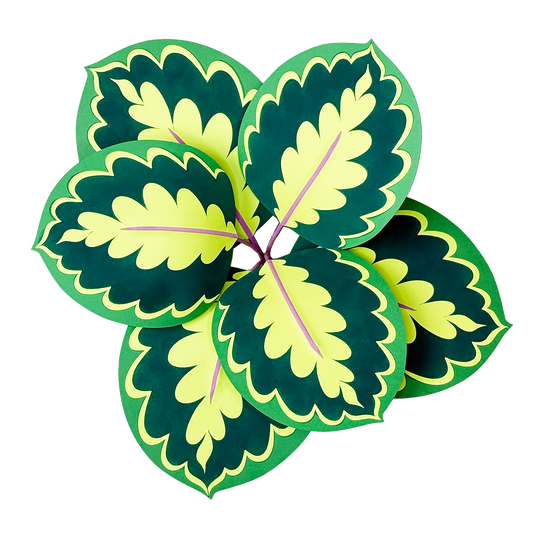 Medallion Calathea