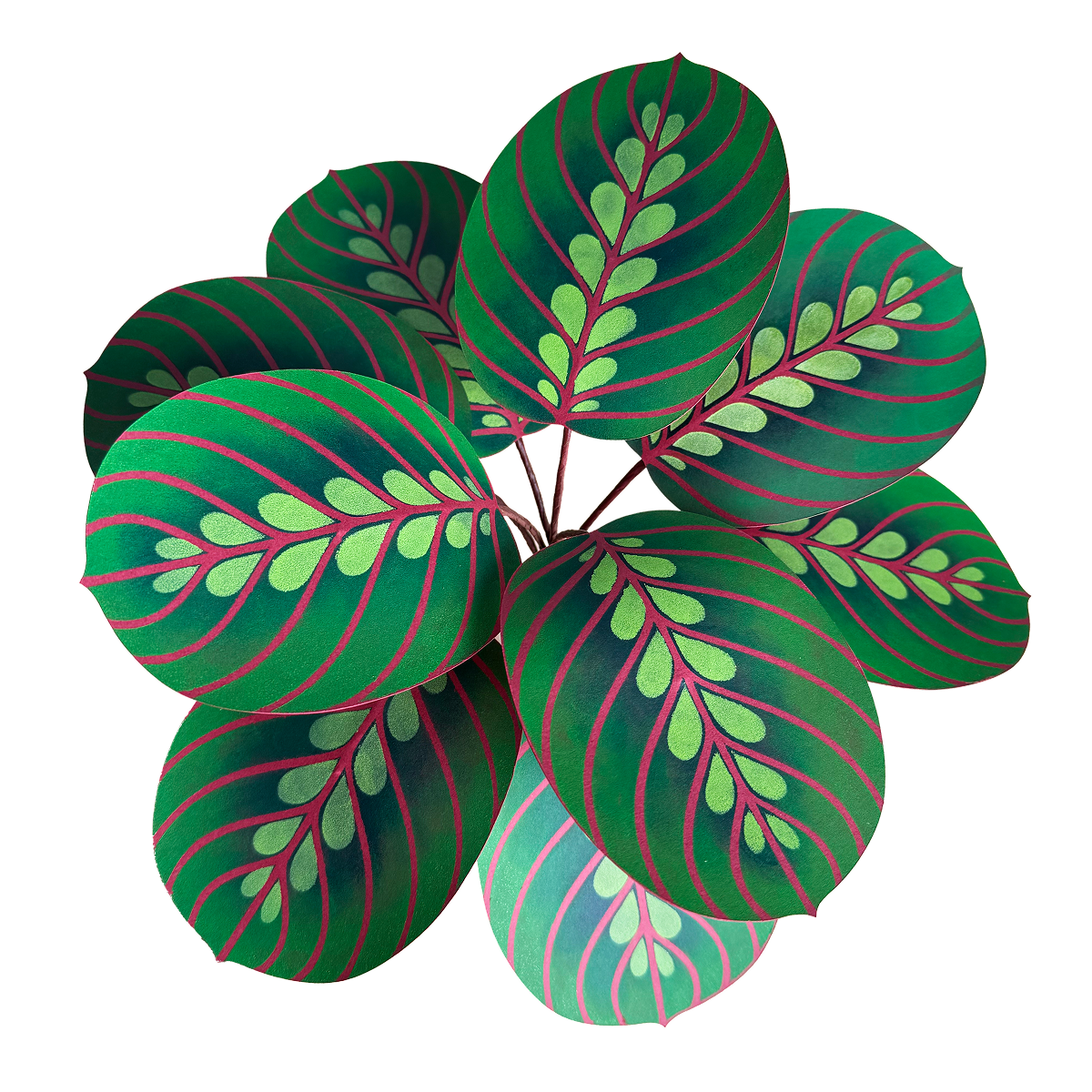 Maranta Calathea