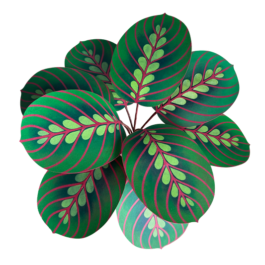 Maranta Calathea