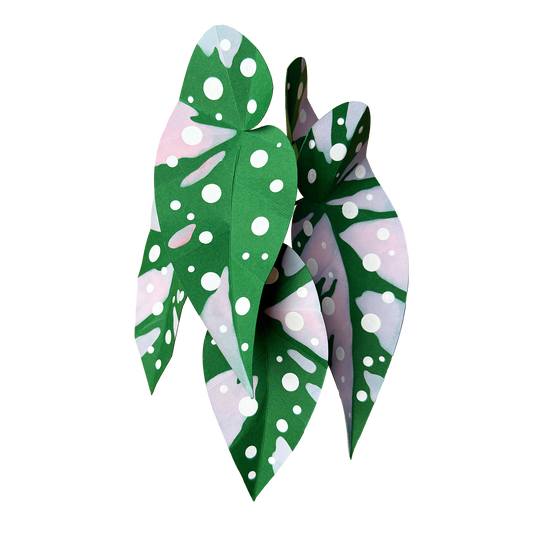 Pink Variegated Polka Dot Begonia