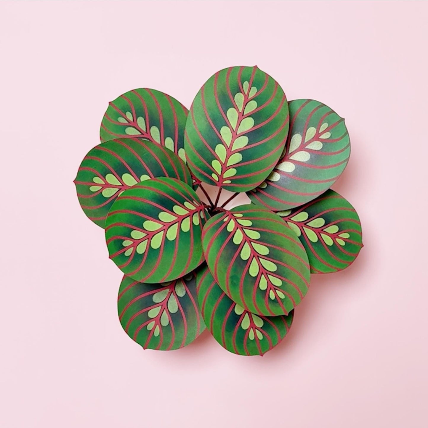 Maranta Calathea
