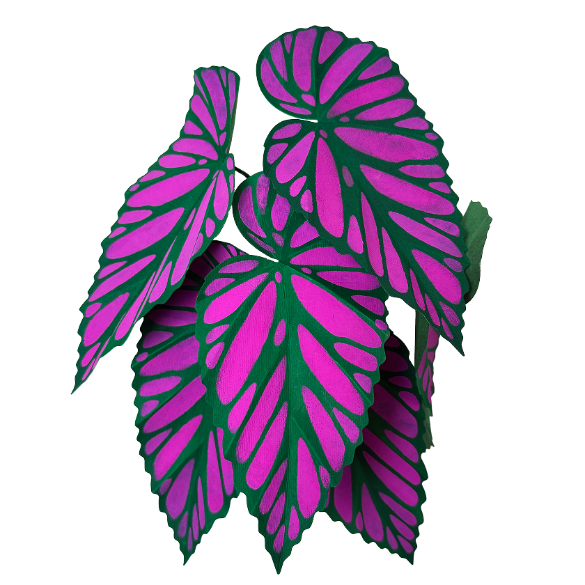 Begonia Brevirimosa paper plant kit