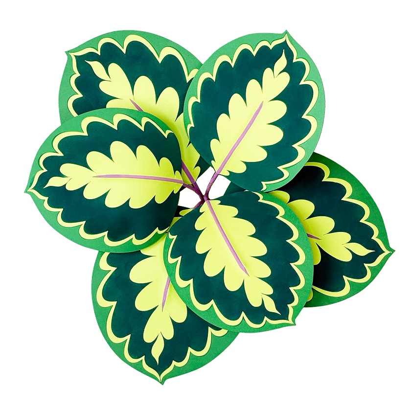Medallion Calathea paper plant kit