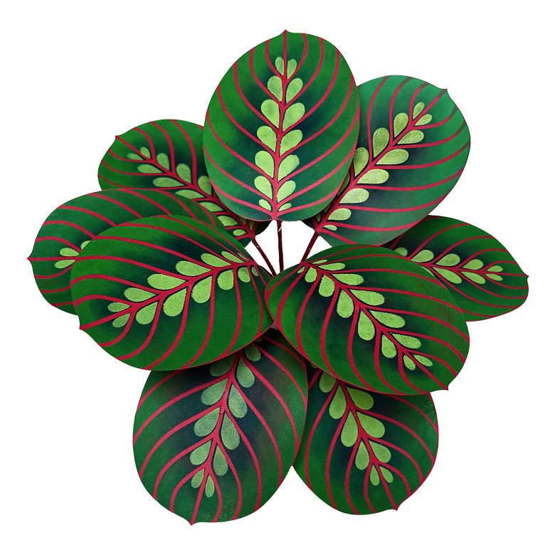 Maranta Calathea paper plant kit