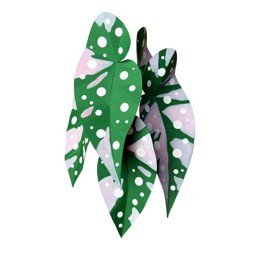Pink Polka Dot Begonia paper plant kit